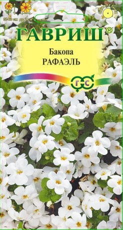Бакопа Рафаэль (гавриш) 3шт