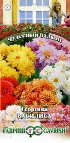 Георгина Василиса (гавриш) 0,3гр