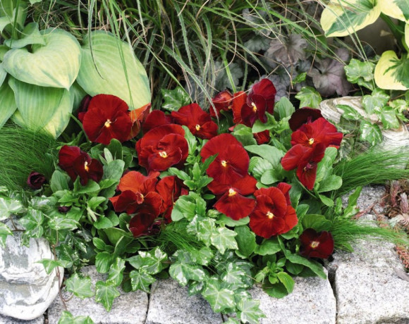 Анютины глазки Ясные кристаллы красные (поиск) 0,2гр