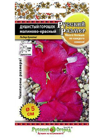 Душистый горошек малиново-красный РР (нк) 6шт