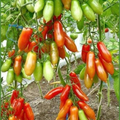 Томат Фляшен (наш сад) 10шт