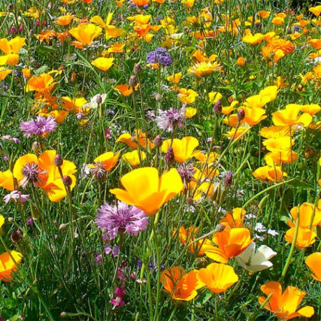 Газон Солнце Флоренции (нк) 30г