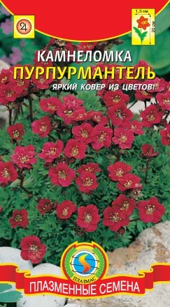 Камнеломка Пурпурмантель (плазмас) 0,01 гр