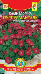 Камнеломка Пурпурмантель (плазмас) 0,01 гр