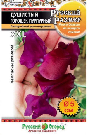 Душистый горошек пурпурный РР (нк) 6шт