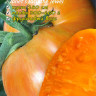 Томат Жемчужина Джанет (мязина) 0,03гр