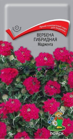 Вербена гибридная Маджента (поиск) 0,1г