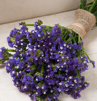 Статица Суприм синяя (поиск) 0,15 гр