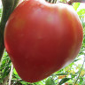Томат Сердце Сибири (поиск) 0,1гр