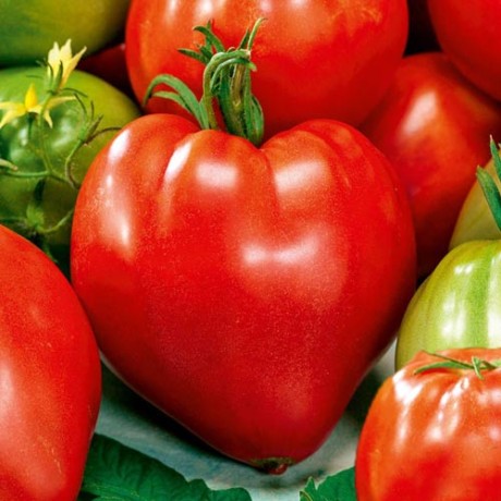 Томат Сердце Сибири (поиск) 0,1гр