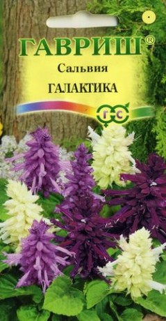 Сальвия Галактика (гавриш) 6шт