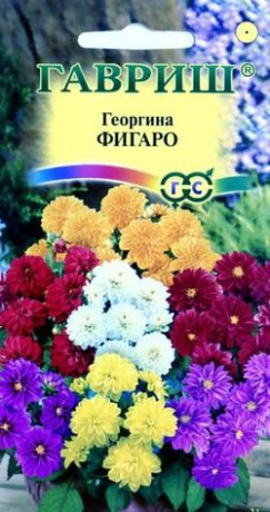 Георгина Фигаро (гавриш) 7 шт