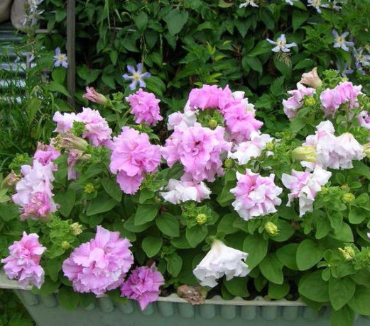 Петуния махровая Дабл Каскад Орхид Мист(поиск) 10шт